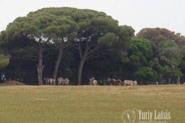 Brijini safari park